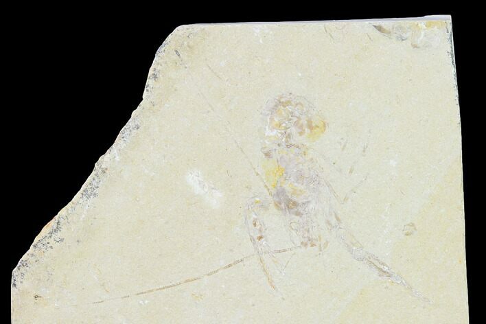 Cretaceous Lobster (Pseudostacus) Fossil - Lebanon #147042